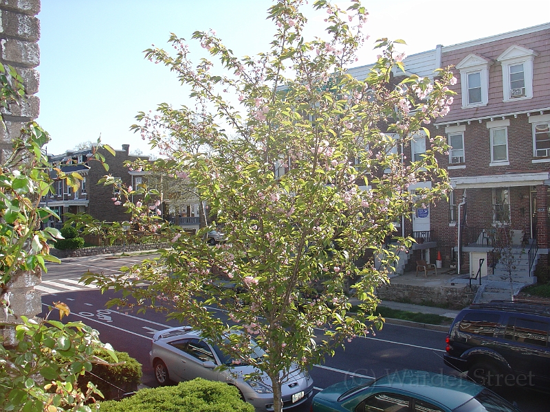 Kwanzan Cherry Tree 2008 03.jpg